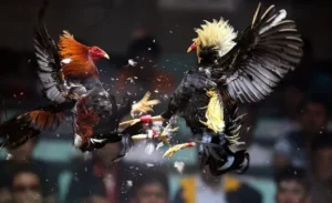 Cách Chơi Đá Gà Sabong TK88 Với Luật Cược Hấp Dẫn Và Mẹo Thắng